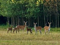 В Саратовской области появились зоны для воспроизводства животных